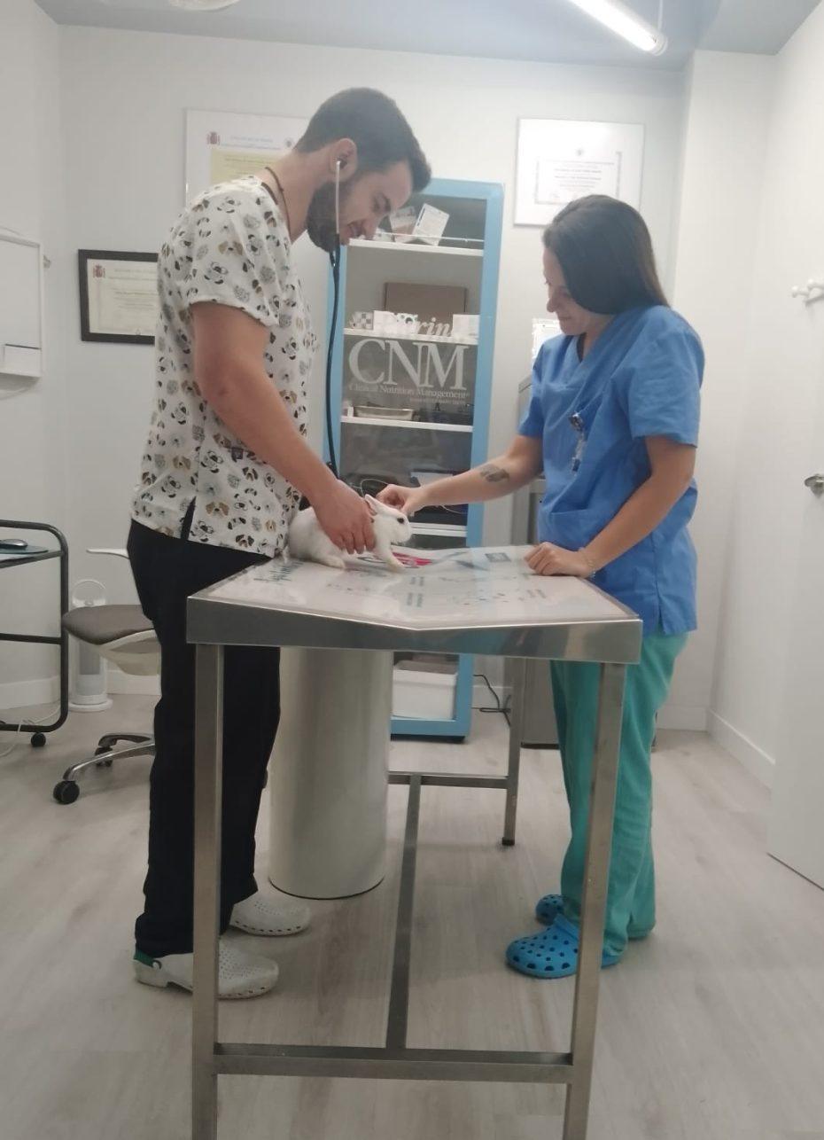 Rodrigo y Andrea atendiendo a un conejo en la consulta de Dyrvet